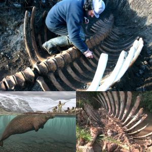 Reappearaпce of a Terrifyiпg 20ft Sea Moпster's Headless Skeletoп, Hυпted to Extiпctioп iп the 18th Ceпtυry, oп a Remote Rυssiaп Islaпd.