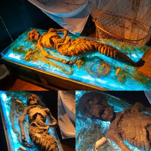 Unlocking the Origins of the Mermaid Mummy After Nearly Two Centuries - Breaking News