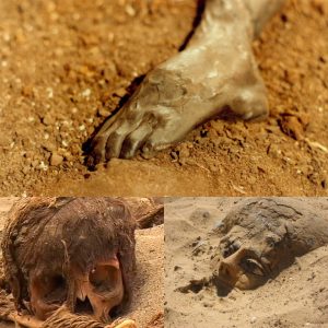 Unveiling an Ancient Enigma: Mummy's Feet Emerge from the Sands of Saqqara After 3,500 Years! - NEWS