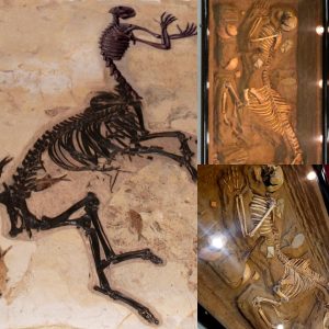 Scientists Unearth Original Skeleton of Equihominid Near Volos - NEWS