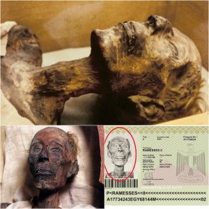 Eternal Heritage: Ramses II's Mummy Reveals an Astonishing Tale of Longevity