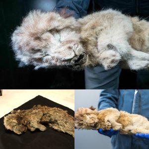 44,000-Year-Old Lion Cubs Abandoned by Mother Found Perfectly Preserved in Siberia