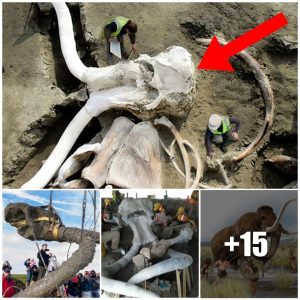 Unearthing the Past: Ancient Human Artifacts Found on Woolly Mammoth Remains