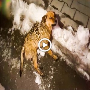 The Journey to Rescue a Poor Dog Abandoned by its Owner and Come Back from the Dead.