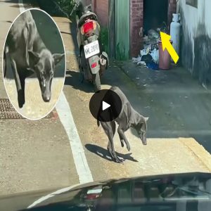 Helpless and undernourished, the two legged mama dog struggle to take care of her 6 puppies (video).