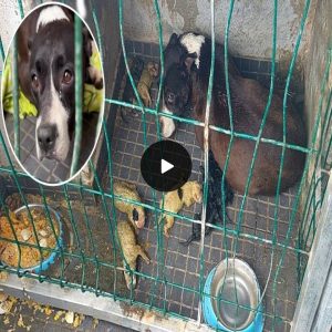 Locked there in dirty all her life, the mama dog cried in vain watching her cubs going one by one (VIDEO)