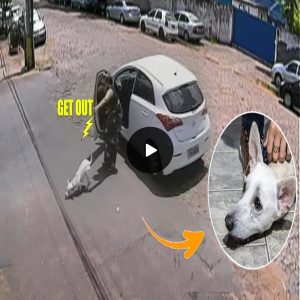 Heartless woman dumped a crippled dog on the street , he cried as he ran after his owner's car (VIDEO)