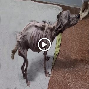 She was locked in a dark small cage for 10 years, full of excrement and extreme malnutrition (VIDEO)