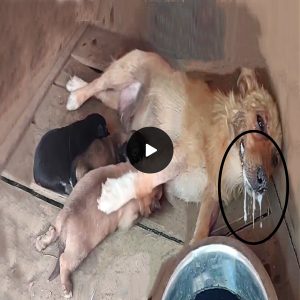 "Save My Puppies": Poisoned Mother Dog Begs with Her Last Breath (video)