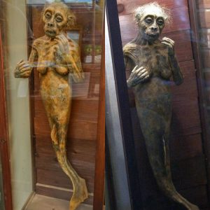 Breaking: Uncovering a 3,000-Year-Old Mermaid: Insights into the Future Habitats of Mermaids.