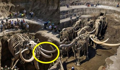 The young girl accidentally discovered a 2,000,000-year-old mammoth bone sticking out of the ground while walking in a barley field.