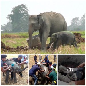 Heartwarming Rescue: Baby Elephant Saved from Well, Joyfully Reunites with Mother (video)