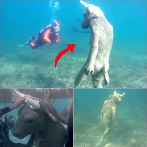 Breaking: a giant mysterious bull-headed Minotaur statue submerged underwater was unearthed in Patagonia.